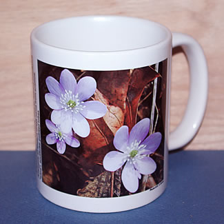 mug DS-043 6749.jpg